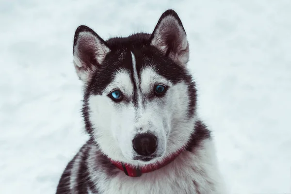 Vackra Husky Hunden Vinter Park Husky Hund Porträtt — Stockfoto