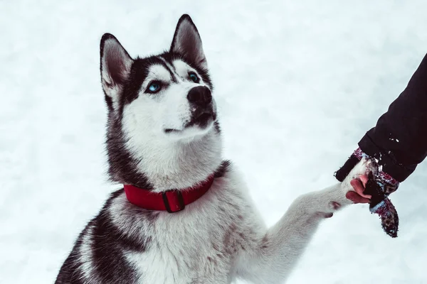 Vackra Husky Hunden Ger Tass Till Sin Älskarinna Promenader Parken — Stockfoto