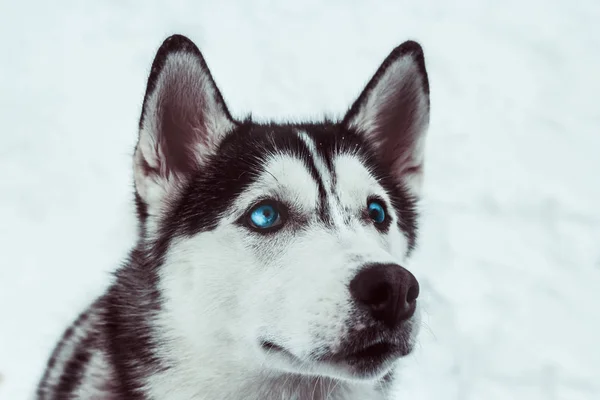 Vackra Husky Hunden Vinter Park Husky Hund Porträtt — Stockfoto