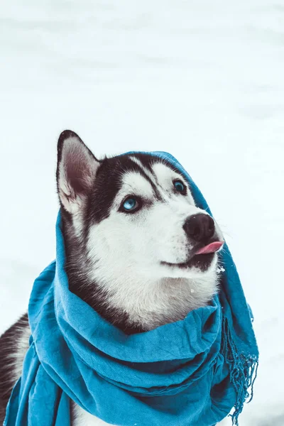 Милый Зимний Портрет Хаски Собаки Хаски Голубоглазый Пес Голубом Шарфе — стоковое фото