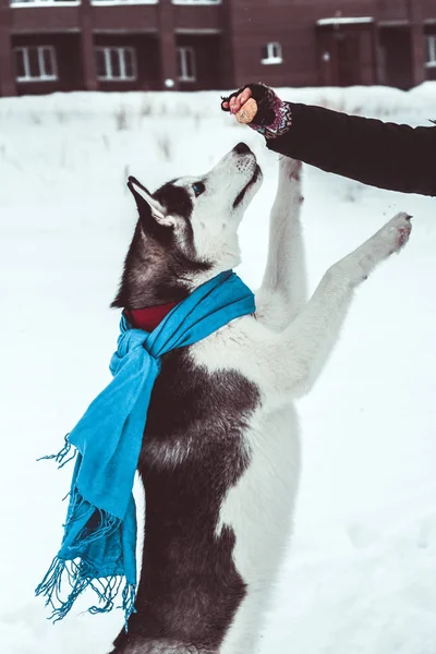 Vackra Husky Hunden Blå Halsduk Hoppar För Behandling Handen Hans — Stockfoto