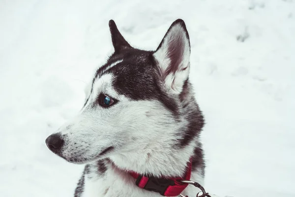 美丽的哈士奇狗在冬季公园 哈士奇狗肖像 — 图库照片