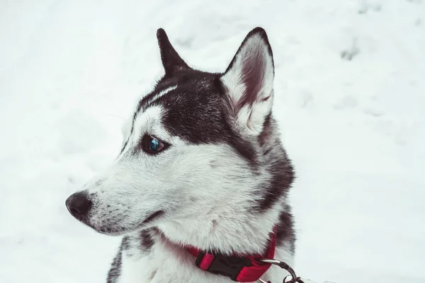 Beau Chien Husky Dans Parc Hiver Portrait Chien Husky — Photo