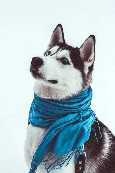 Söt Vinter Husky Hund Porträtt Husky Blåögd Hund Blå Halsduk — Stockfoto