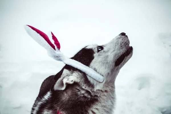 Positivo Felice Cane Husky Indossa Orecchie Coniglio Strada Inverno — Foto Stock