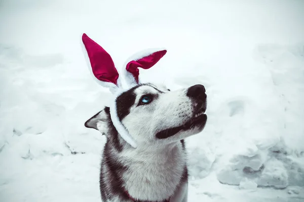 Positiv Glad Husky Hund Bär Bunny Öron Gatan Vintertid — Stockfoto
