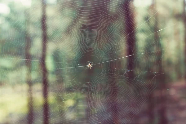 spider web in the forest