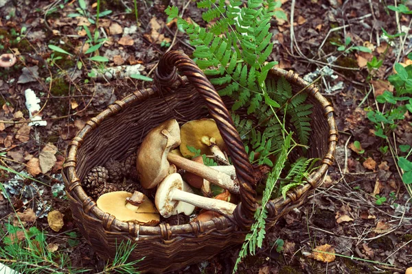 Weidenkorb Mit Pilzen Und Farnblatt Wald — Stockfoto