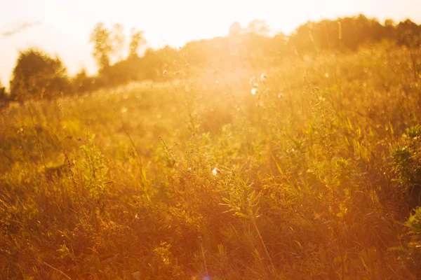 Campo Dorado Soleado Verano Otoño Puesta Sol Fondo Natural — Foto de Stock