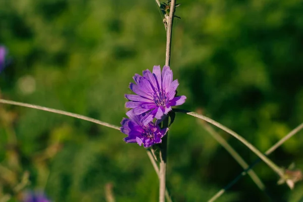 lowering chicory, purple flowers on the field on a sunny day