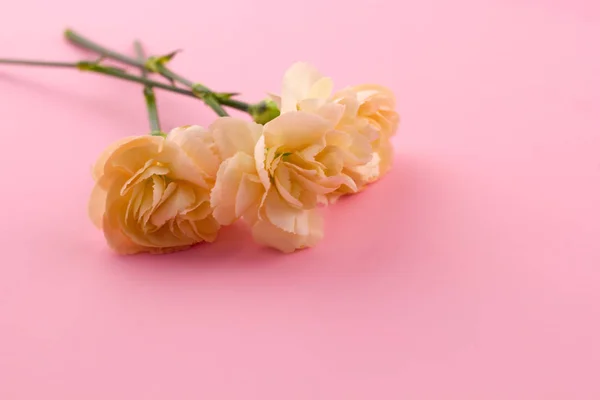 Květiny Růžovém Pozadí — Stock fotografie