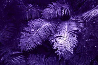 Fern koca orman, koyu arka plan ultraviyole, fern çalıların boyalı bırakır