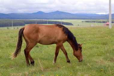 siyah yele sahada otlatma ile kırmızı at