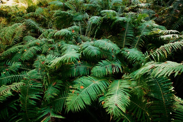 Samambaia Folhas Grandes Samambaia Arbustos Floresta Fundo Escuro — Fotografia de Stock