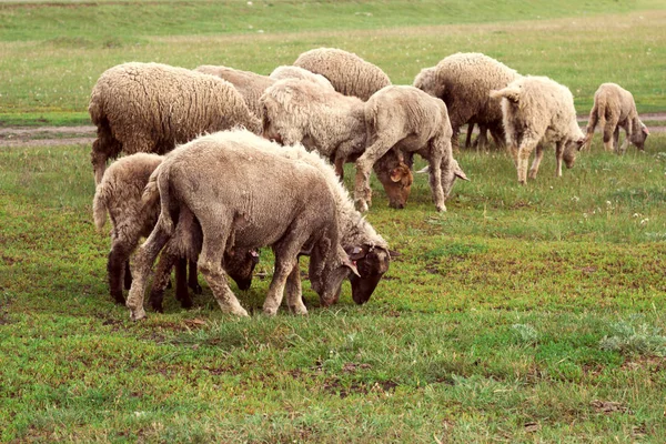 Troupeau Moutons Pâturant Sur Une Prairie — Photo