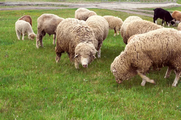 Herd Sheep Grazing Meadow — Stock Photo, Image