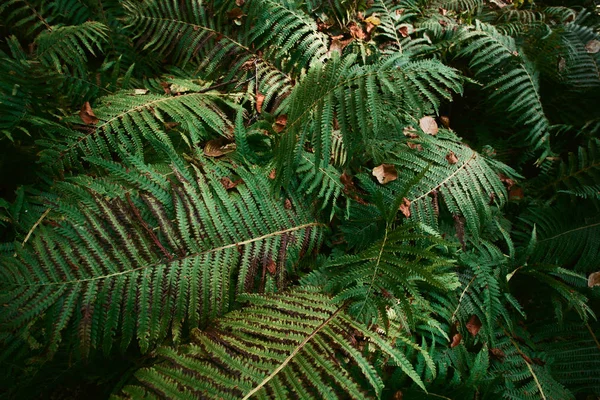 Samambaia Folhas Grandes Samambaia Arbustos Floresta Fundo Escuro — Fotografia de Stock