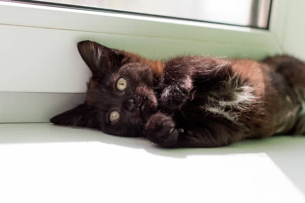 Lindo Poco Esponjoso Gatito Alféizar Ventana — Foto de Stock