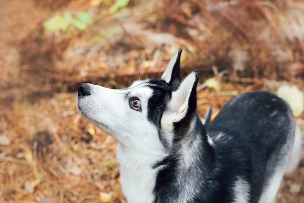 Ritratto Cane Husky Nel Parco Autunnale — Foto Stock