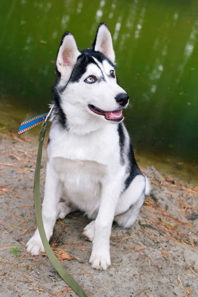 Hermoso Perro Husky Feliz Con Retrato Correa Sentado Junto Estanque — Foto de Stock