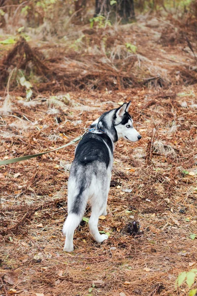 Perro Husky Parque Otoño — Foto de Stock