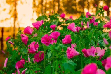 bir gernen gün batımında canlı pembe çiçekler