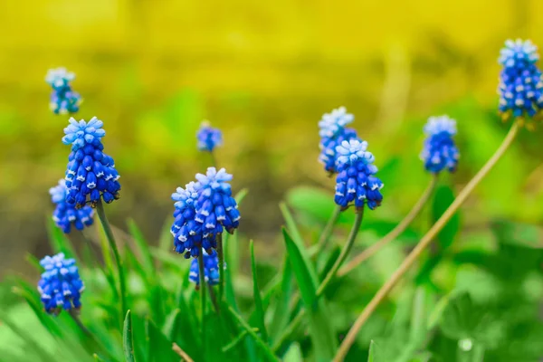 Cerrar Flores Azules Primavera — Foto de Stock