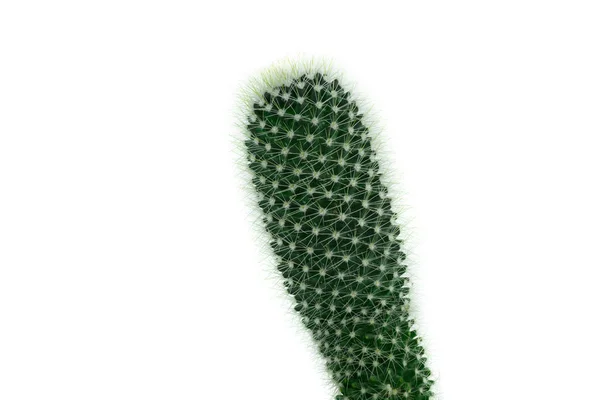 Cactus Isolé Sur Fond Blanc — Photo