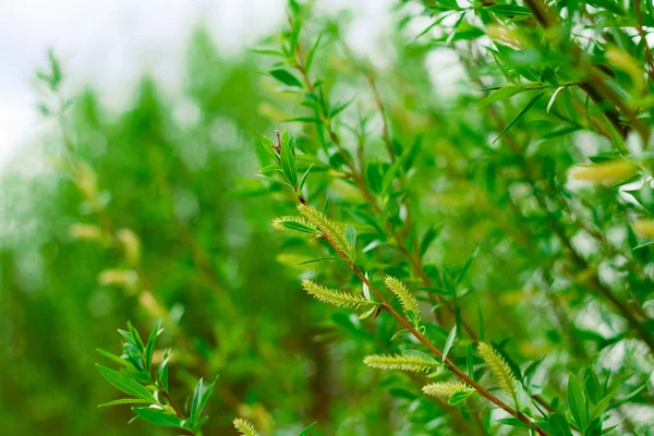 Fechar Folhas Verdes Árvore Verão Natural Primavera Pano Fundo — Fotografia de Stock