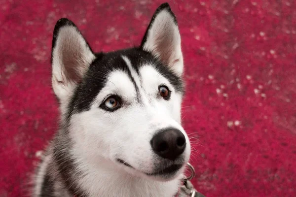 Retrato Hermoso Perro Husky Sobre Fondo Rojo — Foto de Stock