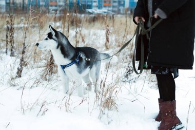 parkta Husky köpek ile kadın