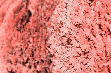 doğal arka plan ardıç bush doku tonda