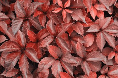 Doğal arka plan bitki yaprakları doku tonda