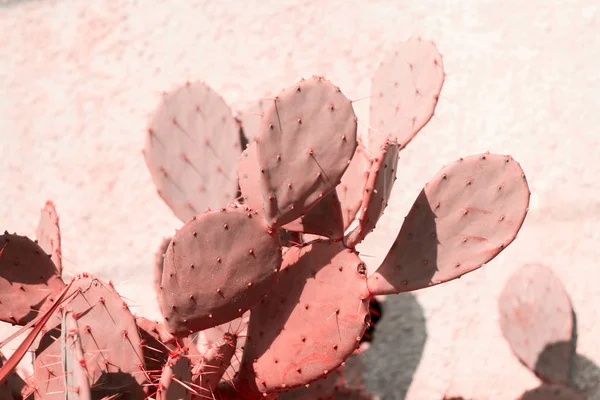 Közelkép Élő Korallok Tónusú Kaktusz — Stock Fotó