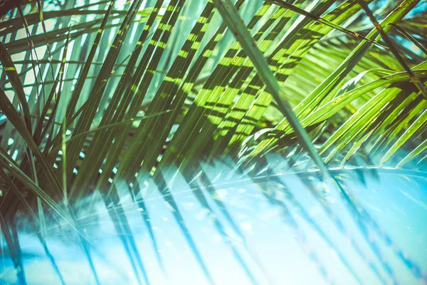 palm leaves summer tropical abstract natural backdrop