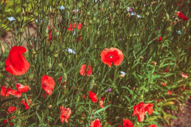 Güzel Kırmızı Gelincik Çiçeğinin Kapanışı