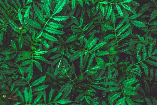 Folhas Verdes Fundo Escuro Natural Folhas Verdes Textura Para Fundo — Fotografia de Stock