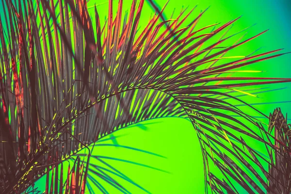 抽象热带背景与棕榈叶着色明亮的绿色 — 图库照片