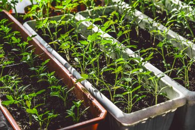 bir pencere üzerinde büyüyen domates fidanları, ev bahçe kavramı