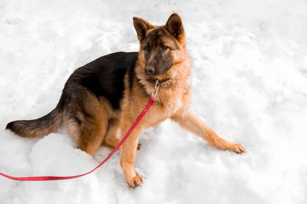 Vacker Ung Hund Herde Står Snön — Stockfoto