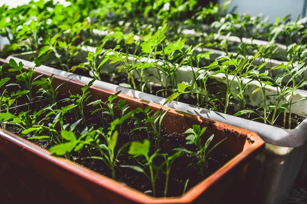 Plántulas Tomate Creciendo Alféizar Ventana Concepto Jardinería Casera —  Fotos de Stock