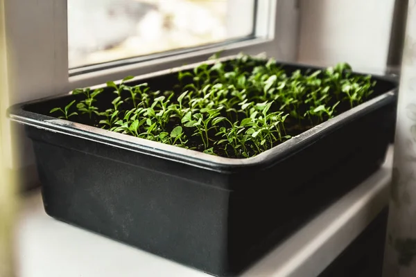 Tomaten Sämlinge Die Auf Der Fensterbank Wachsen Home Gardening Konzept — Stockfoto