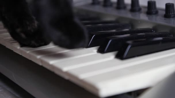 Close up of the black cat's paws playing the keys — Stock Video