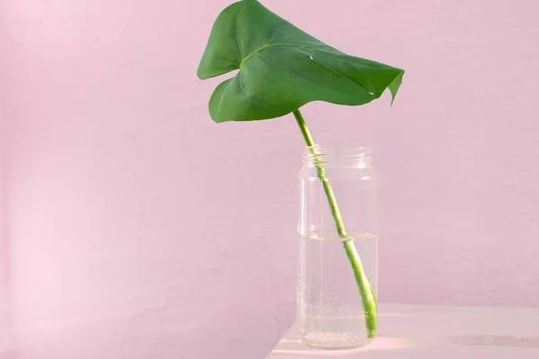 Hoja Monstera Verde Botella Vidrio Sobre Fondo Pared Color Rosa — Foto de Stock