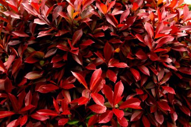 kırmızı koyu arka plan yaprakları, doğal kırmızı bir arka plan için doku yaprakları