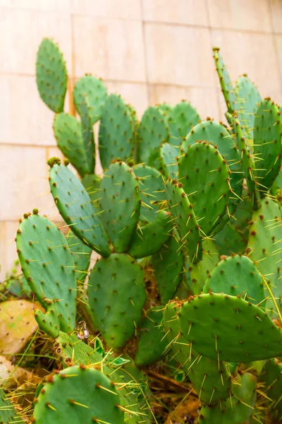 Közel Zöld Kaktusz Fal Ellen — Stock Fotó