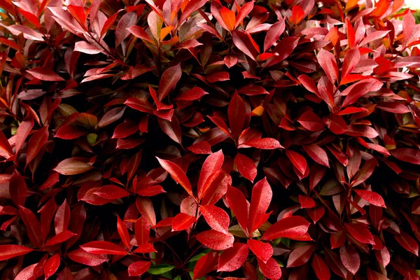 Rote Blätter Dunklen Hintergrund Natürliche Rote Blätter Textur Für Einen — Stockfoto