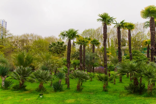 palm tress forest in a city park