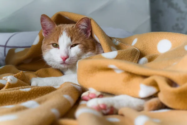 Porträt Der Süßen Roten Katze Unter Decke — Stockfoto