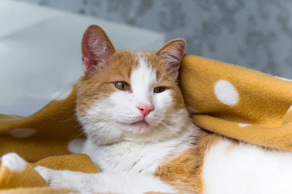 Porträt Der Süßen Roten Katze Unter Decke — Stockfoto